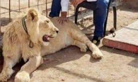 پالتو شیر ختم، مریم نواز کا فیصلہ، پالتو شیر